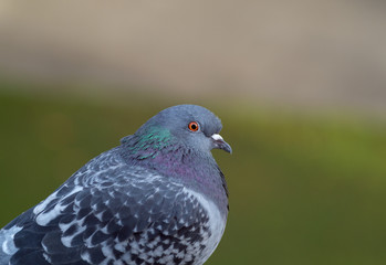 Closeup portrait of pigeon on green background
