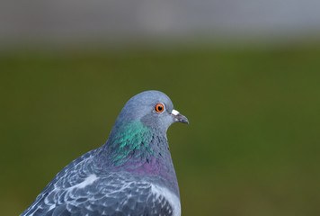 Closeup portrait of pigeon on green background