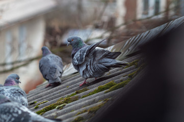 Pigeon raised wing standing on the roof