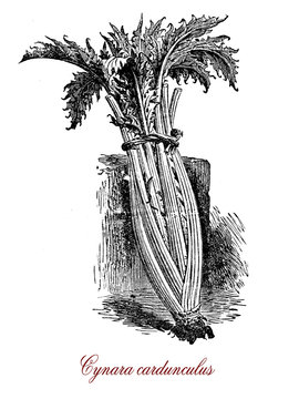 Vintage engraving of cardoon, edible herbaceous perennial  plant of the sunflower family with spiny leaves and violet-purple flowers, native to Mediterranean