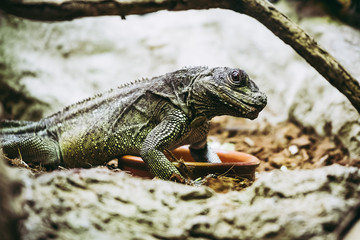 Hydrosaurus pustulatus, lézard	