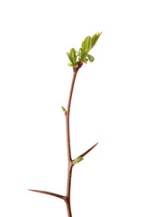 A spring branch of hawthorn (Crataegus) with thorns and budding leaves. Isolated on white.