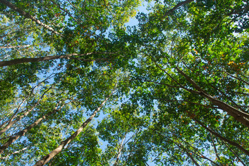 Under view of para rubber tree. Rubber plantation background