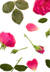 Delicate roses with buds and leaves. Isolated on white background, top view, flat layout. Can be used for wallpapers, postcards and in a variety of designs. Banner