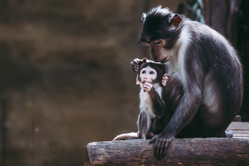Bébé singe mangabey avec sa maman