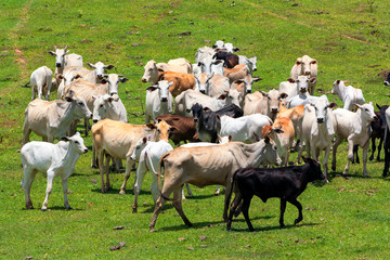 Obraz premium Gado IMG_0311