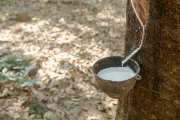 Rubber tree and plastic bowl filled with latex in rubber plantation