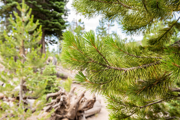 Close-up of needles on a pine tree in mountain landscape