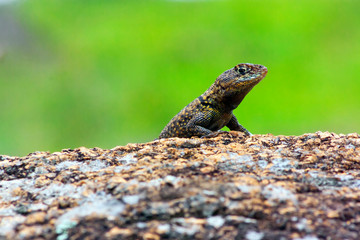 Lagarto IMG_0263