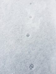 Traces of animals in snow. Deer, moose, wolf, fox, dog, cat paws footprints in the forest. Concept of hunting and shooting wild animals. Domestic animals in the street.