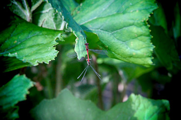Dragonfly on green background in Plitvice lakes