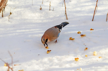 Birds on a frosty winter day. Garrulus glandarius.