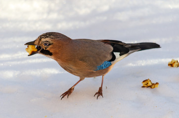 Birds on a frosty winter day. Garrulus glandarius.