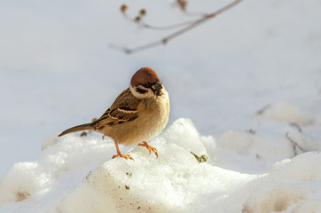 Birds on a frosty winter day. Sparrow.