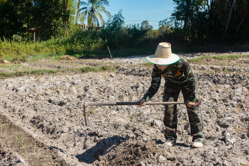 Gardener woman holding hoe. doing vegetable garden for Sweet potato planting