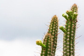 Cactus IMG_0315