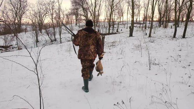 Winter hunting for hares. Hunter find the wounded Wild Hare. People with Shotgun looking for prey. 


