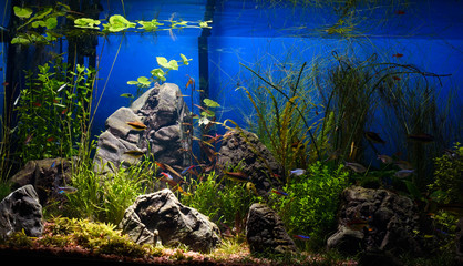 Planted tropical fresh water aquarium with small fishes in low key with dark blue background