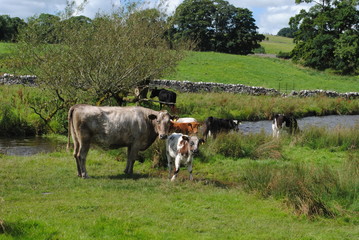 Cows