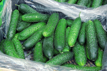 fresh cucumbers for sale at farmers market
