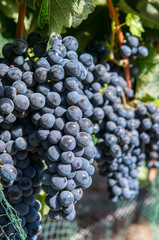 Bunches of purple grapes on the vine in Solvang, California