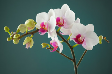 Branch of white orchid flower. © chamillew