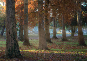 Obraz premium trees in light