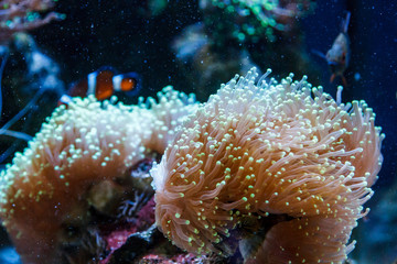 Fototapeta na wymiar underwater life in an aquarium where corals and fish and jellyfish live