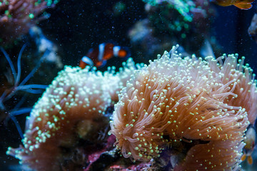 Naklejka na ściany i meble underwater life in an aquarium where corals and fish and jellyfish live