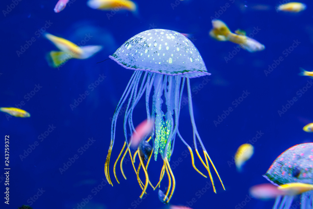 Wall mural underwater life in an aquarium where corals and fish and jellyfish live