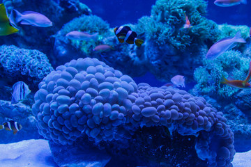 Obraz premium underwater life in an aquarium where corals and fish and jellyfish live