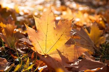 Leuchtendes Laub in Wiese, Herbst