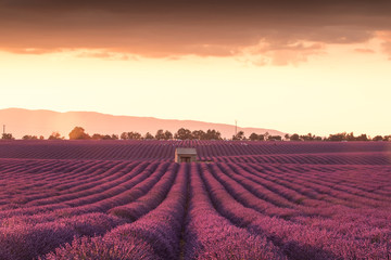 Fototapeta na wymiar Lavender field at sunset in Provence.France
