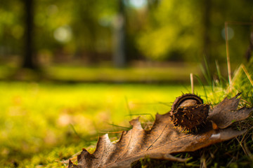 Jesień w parku. Kasztany i żołędzie © Tomasz