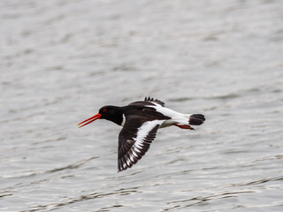 Oystercatcher  in flight