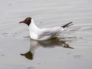 Black-headed gull (Chroicocephalus ridibundus)