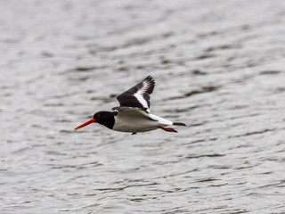 Oystercatcher  in flight