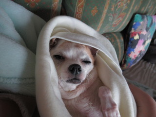 Chihuahua dort comme un nouveau né