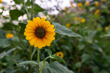 Bright yellow flowers in Zion National Park, Utah