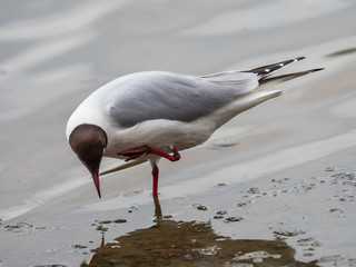Black-headed gull (Chroicocephalus ridibundus)