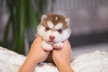 Fototapeta premium Siberian husky puppy
