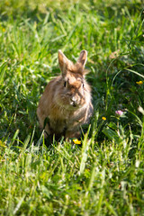Brauner Hase hüpft fröhlich durch eine Wiese