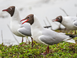 Black-headed gull (Chroicocephalus ridibundus)
