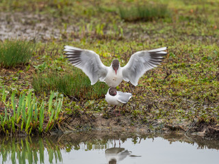 Black-headed gull (Chroicocephalus ridibundus) mating
