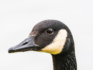 Canada Goose ( Branta canadensis )