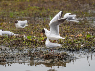 Black-headed gull (Chroicocephalus ridibundus) mating