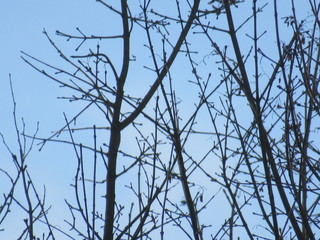 Arbres d'hiver dans un ciel bleu 