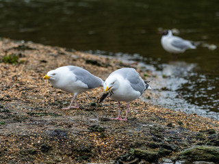 European herring gull (Larus argentatus) eating a chick