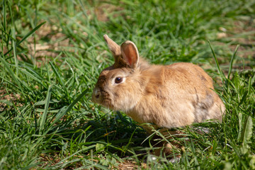 Brauner Hase hüpft fröhlich durch eine Wiese