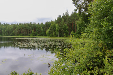 lake in forest